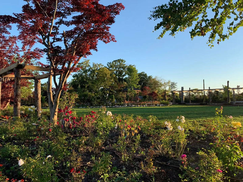 Autumn gardens at Lavenderland, with the pond and waterfall surrounded by late-season blooms