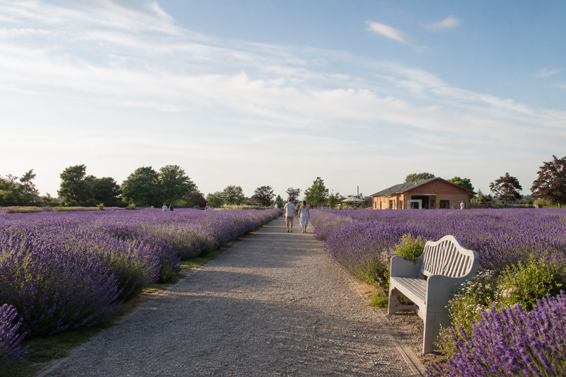 A welcoming gravel path through Lavenderland's blooming fields