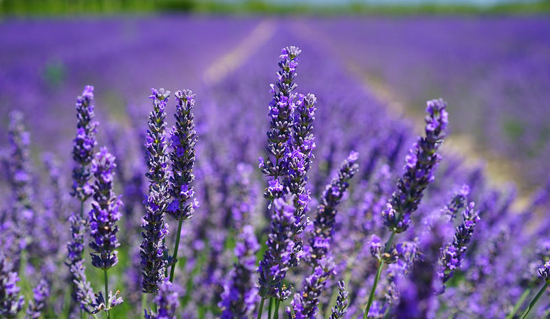 The lavender field in bloom