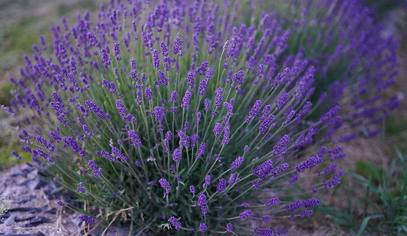 Rows of lavender at different bloom stages