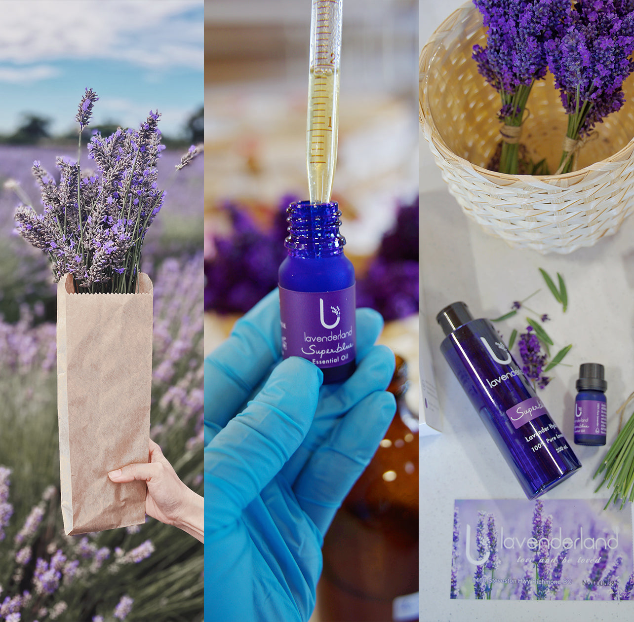 Lavenderland