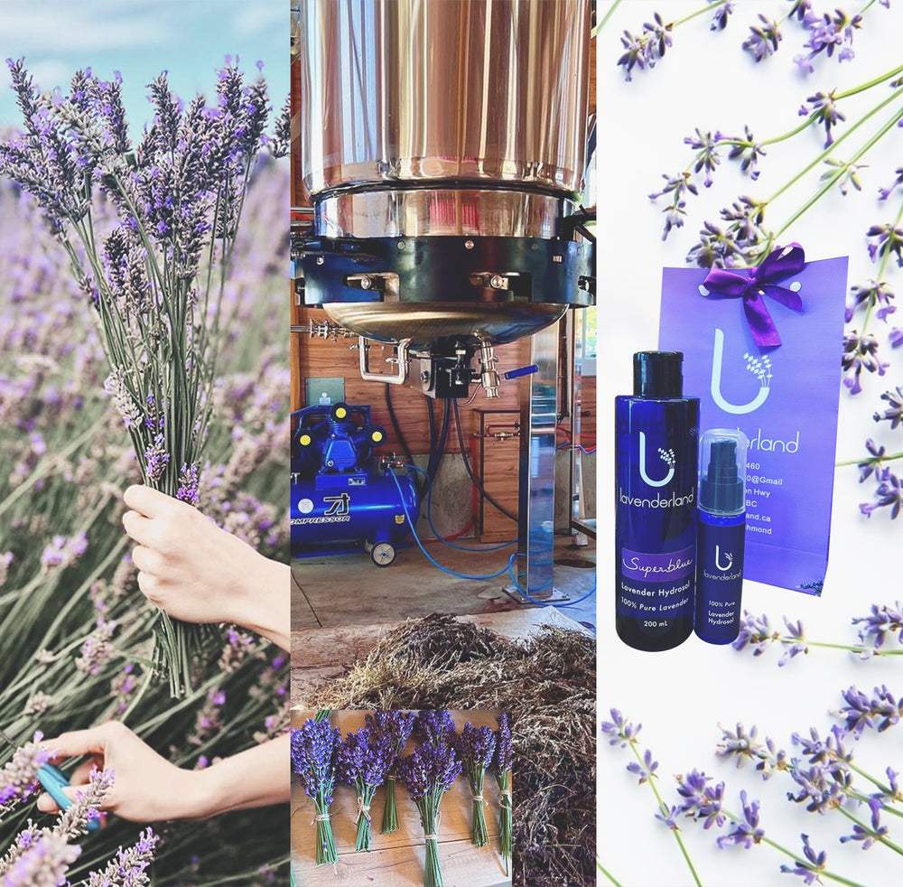 Lavender harvest and distillation at Lavenderland