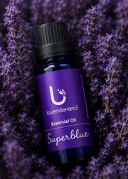 Lavender Essential Oil 30 ml