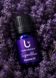 Lavender Essential Oil 5ml